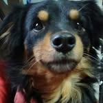 Kai Serrano - @kaidog88 - Instagram