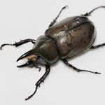 Kai Wang - @beetlescholar - Instagram
