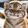 Kai loves kittens - @kaiwright25 - TikTok
