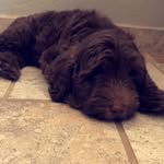 kai wright 🐶 💙 - @kaiwright_ - Instagram