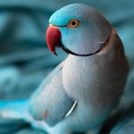 Kai Wulff - @wulff2668 - Instagram
