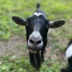 K A I A - @kaiahemmingspier - Instagram