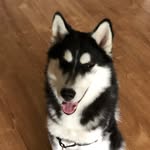 Kaiden Alenko Balthazard - @kaidenabhuskypup - Instagram