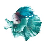 Technoblade Fan - Facebook