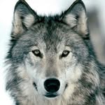 Kaiden Fox - @itz_ya_boi_kaiden - Instagram