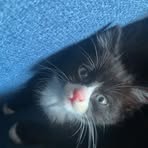 Kaiden Hamilton-Allan - Facebook