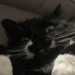 Kaiden Hill - @onix_the__cat - Instagram