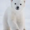 Kayden Hogan - @athenafoster286148 - TikTok