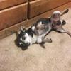 Kaiden Howell - @kaiden.dinosaur316 - TikTok