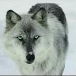 Kaiden (Kane) - @kaiden_the_wolf - Instagram