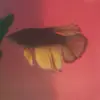 kaidenlee693 - @kaidenlee693 - TikTok