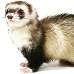 kaiden leach - @monkeyboi_50 - Instagram