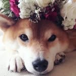 kaiden Lynn fincher - @shibe_lps - Instagram