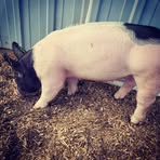 Kaiden Powell - Facebook