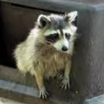 Kaiden Richards - @emotional.support.trash.panda - Instagram