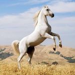 Kaiden Shaffer - @project_white_stallion - Instagram