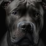 Kaiden Shields - Facebook