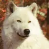 Kaiden._.Wolfe - @kaiden._.wolfe - TikTok