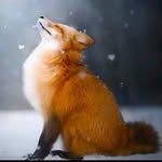 kaila Mazega Ribeiro dos Reis - @kaila_fox_smart - Instagram