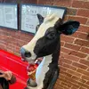 Kaylee Bender - @kaylee.bender4 - TikTok
