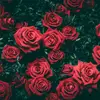 kailee Stephens - @kailee2435_1103 - TikTok