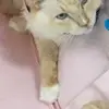 Kaileydbug - @kaileygarrison - TikTok