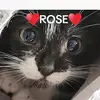 Kaylee Garrison - @kaylee.garrison5 - TikTok
