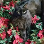 Kailey Harmon - @kokokitty303 - Instagram