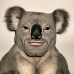 Koala March - Facebook