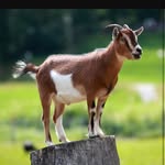 Kailey Turner - @this_goats_spamming_ - Instagram