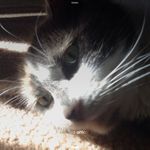 Kaitlin.Cunningham - @kaitlin.cat - Instagram