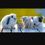 Kaitlin House - @animals_are_amazingly_awesome - Instagram