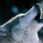 Caitlin McDonnell - @wolvesandvampires101 - Instagram
