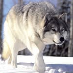 Caitlin McDonnell - @wolfiethewolflover101 - Instagram
