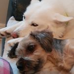 kaitlinmoss - @skye_milliecooldogs - Instagram