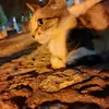 KaitlinRamirez - @emardjgufs4 - TikTok
