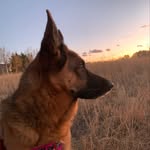 Kaitlin Reece - @maya_puppy_love_ - Instagram