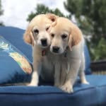 Kaitlin Reece - @theo_duke_puppy_love - Instagram