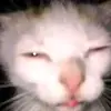 KaitlinWebster - @gustmpev8i2 - TikTok