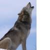 Kaitlin - @kaitlinwolf12 - TikTok