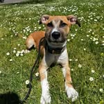 Kaitlyn & Benson - @benson_the.pup - Instagram