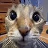 Kaitlyn cabrera - @kaitlyn.caabrera - TikTok