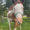 Kaitlyndaniel_4 - @kaitlyndaniel_4 - TikTok