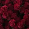 kaitlynherron786 - @kaitlynherron786 - TikTok