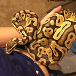 Kaitlyn & Michael - @mk.reptiles - Instagram