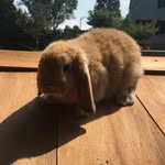 Kaitlyn Neumann - @adventureswithpumpkinandchunky - Instagram