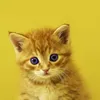 Kaitlynn Sinclair - @kaitlynn_xoxo3422 - TikTok