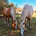 Kaitlyn Webster - @webster_farm - Instagram