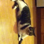 My Cats - @kaitlyn_welsh_pets - Instagram