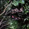 MÈO RỪNG - @kakihunter7 - TikTok